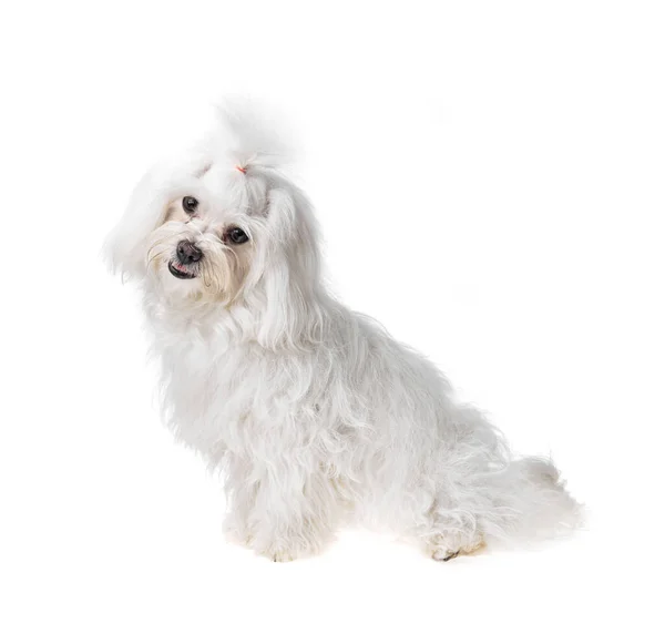Krásný Roztomilý Bílý Bišonský Maltský Pes Izolovaném Pozadí Studio Focení — Stock fotografie