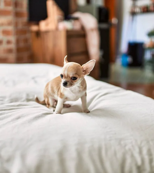 Piękny Mały Szczeniak Chihuahua Stojący Łóżku Ciekawy Szczęśliwy Zdrowy Ładny — Zdjęcie stockowe