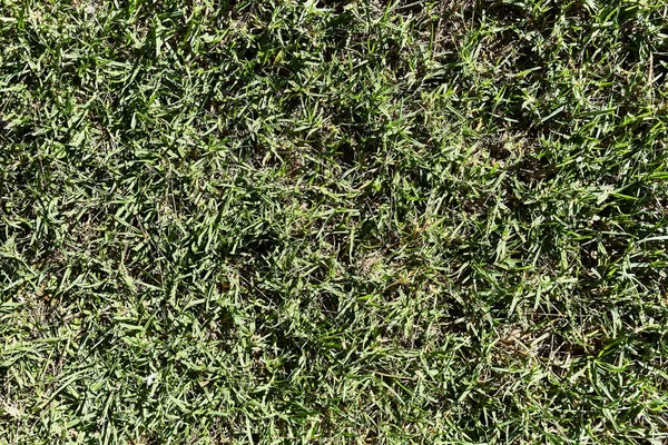 Green Grass Texture Background Closeup — Stockfoto