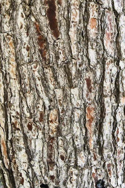 Tekstura Kory Drzewa Naturalne Tło — Zdjęcie stockowe