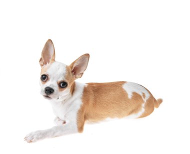 Güzel ve sevimli beyaz ve kahverengi Meksika chihuahua köpeği izole edilmiş arka planda. Saf minyatür chihuahua köpek yavrusunun stüdyo çekimi..
