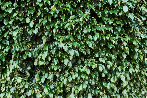 緑の植物美しい自然な質感 — ストック写真
