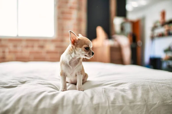 Beautiful Small Chihuahua Puppy Standing Bed Curious Happy Healthy Cute — Stock Photo, Image