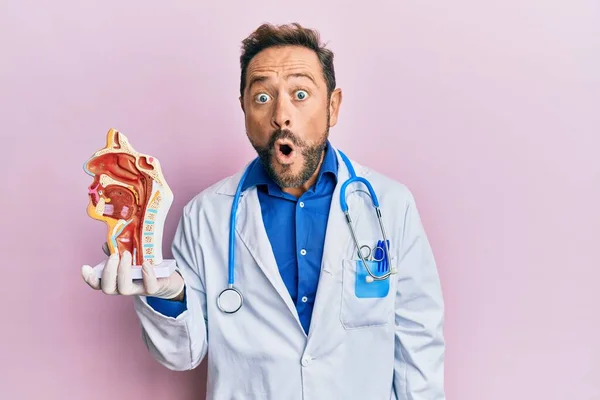 Orta Yaşlı Doktor Elinde Solunum Sisteminin Anatomik Modelini Tutuyor Şaşırmak — Stok fotoğraf