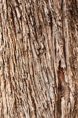  ağaç kabuğu dokusu, doğal arkaplan 