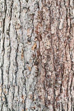  ağaç kabuğu dokusu, doğal arkaplan 