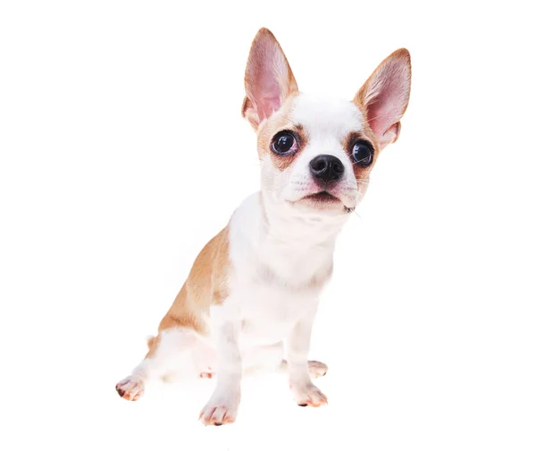 Güzel Sevimli Beyaz Kahverengi Meksika Chihuahua Köpeği Izole Edilmiş Arka — Stok fotoğraf