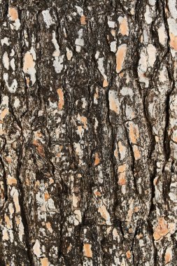  ağaç kabuğu dokusu, doğal arkaplan 