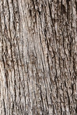  ağaç kabuğu dokusu, doğal arkaplan 