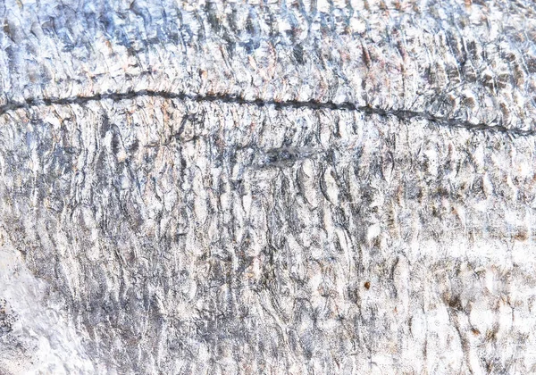 Casca Cinzenta Textura Peixe — Fotografia de Stock
