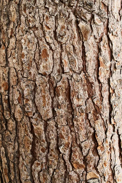 나무껍질의 자연적 — 스톡 사진