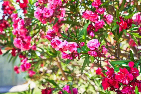 Vacker Oleander Blommor Bild — Stockfoto