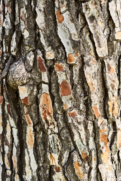 나무껍질의 자연적 — 스톡 사진