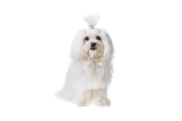 Mooie Schattige Witte Bichon Maltese Hond Geïsoleerde Achtergrond Studio Shoot — Stockfoto