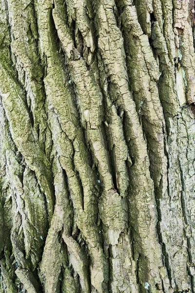 木の樹皮の質感自然背景 — ストック写真