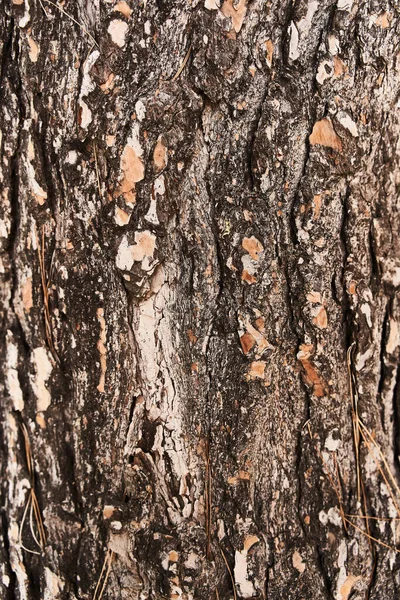 Boomschors Textuur Natuurlijke Achtergrond — Stockfoto