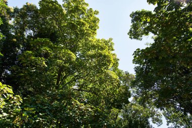 Güzel ağaç dış görünümü