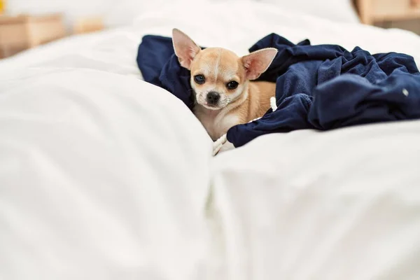 美丽的小狗吉娃娃躺在床上 毛毯躺在床上 在家里睡觉 — 图库照片