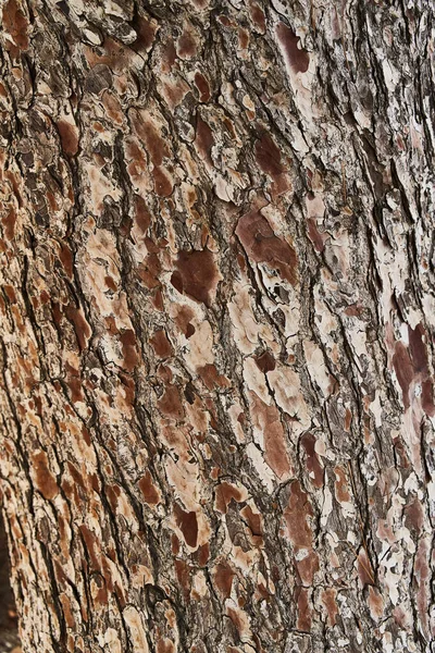 Текстура Коры Дерева Естественный Фон — стоковое фото