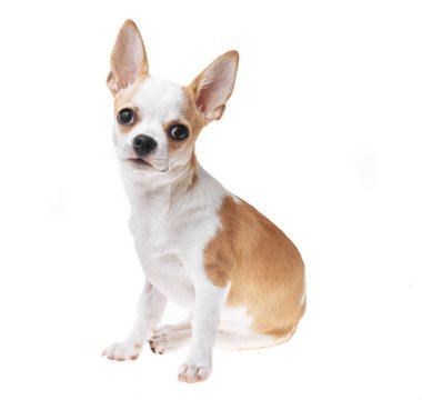 Güzel ve sevimli beyaz ve kahverengi Meksika chihuahua köpeği izole edilmiş arka planda. Saf minyatür chihuahua köpek yavrusunun stüdyo çekimi..