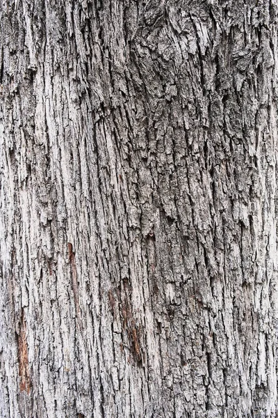 Tekstura Kory Drzewa Naturalne Tło — Zdjęcie stockowe