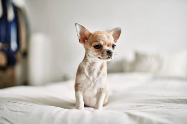 Prachtige Kleine Chihuahua Puppy Die Het Bed Staat Nieuwsgierig Gelukkig — Stockfoto