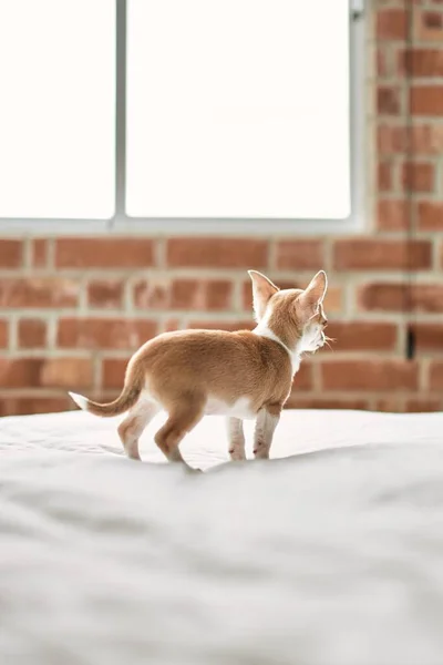 Beautiful Small Chihuahua Puppy Standing Bed Curious Happy Healthy Cute — Stock Photo, Image