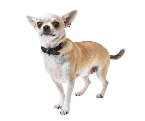 Beautiful Cute White Brown Mexican Chihuahua Dog Isolated Background Studio — Stock Photo, Image