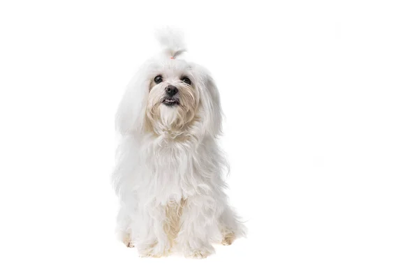 Schöner Und Niedlicher Weißer Bichon Malteserhund Vor Isoliertem Hintergrund Studiodreh — Stockfoto