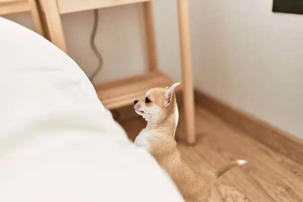 Hermoso Perro Chihuahua Tratando Conseguir Cama Dormitorio Casa Esperando Pidiendo — Foto de Stock