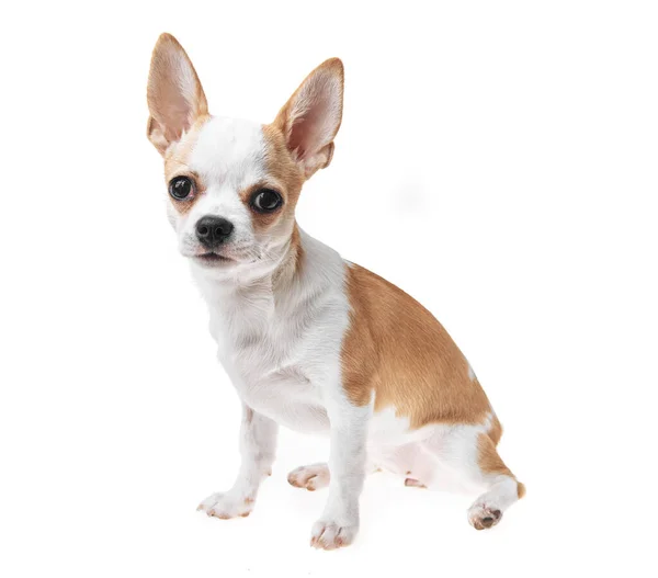 Piękny Ładny Biały Brązowy Meksykański Pies Chihuahua Odizolowanym Tle Studio — Zdjęcie stockowe