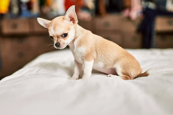 Beau Petit Chihuahua Chiot Debout Sur Lit Curieux Heureux Chien — Photo