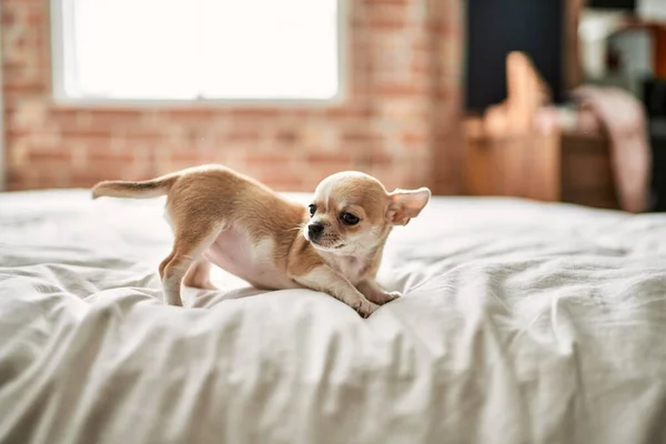 美丽的小吉娃娃站在床上 好奇而快乐 健康而可爱的小狗宝宝在家里 — 图库照片