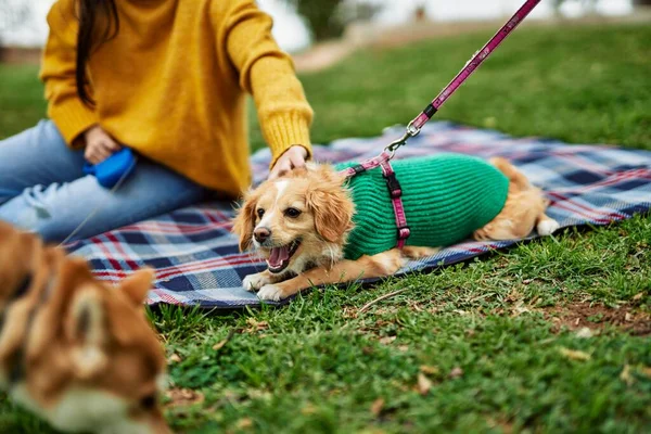 公園で柴犬と歩く美しい若い女性 — ストック写真