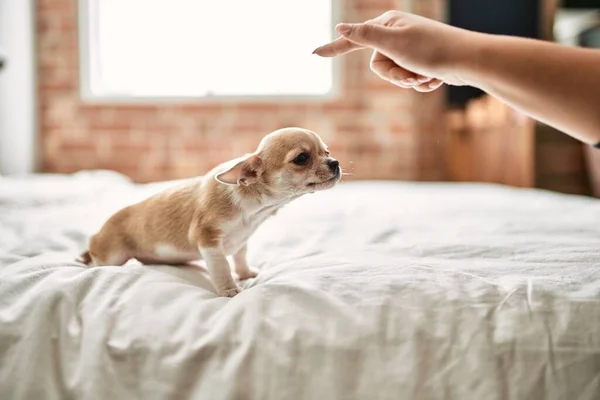 Hermoso Cachorro Chihuahua Pequeño Pie Cama Curioso Feliz Lindo Perro —  Fotos de Stock