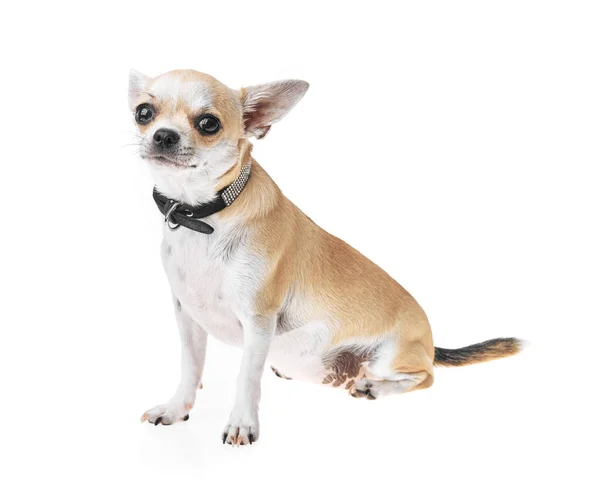 Schöne Und Niedliche Weiße Und Braune Mexikanische Chihuahua Hunde Vor — Stockfoto