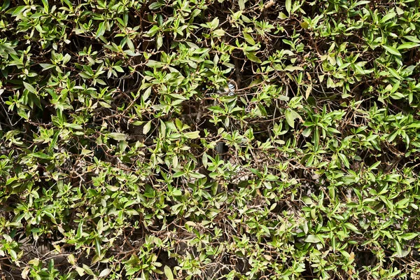 Groene Plant Mooie Natuurlijke Textuur — Stockfoto