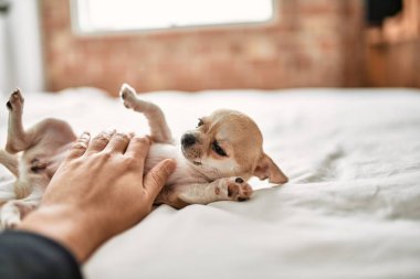 Güzel küçük bir chihuahua köpeği evde meraklı ve mutlu, sağlıklı bir bebek köpek gibi duruyor.