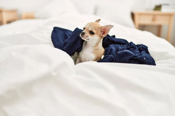 Mooie Kleine Hond Chihuahua Liggend Het Bed Met Een Deken — Stockfoto