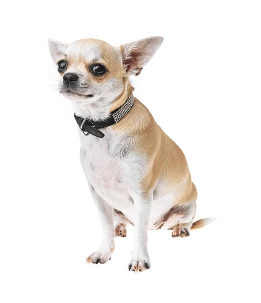 Bonito Bonito Branco Marrom Mexicano Chihuahua Cão Sobre Fundo Isolado — Fotografia de Stock