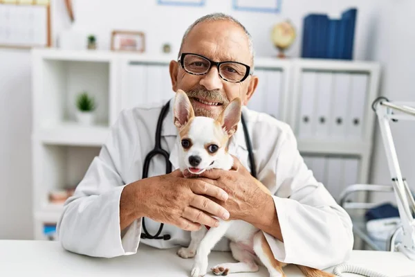 Homem Cabelos Grisalhos Sênior Usando Uniforme Veterinário Examinando Chihuahua Clínica — Fotografia de Stock