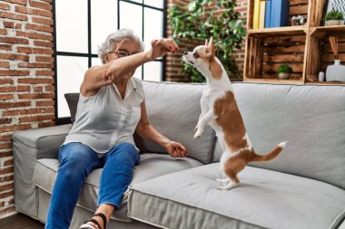 Yaşlı gri saçlı kadın Chiuahua ile oynuyor. Evdeki kanepede oturuyor.
