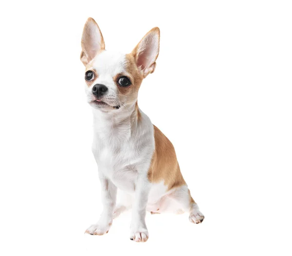 Piękny Ładny Biały Brązowy Meksykański Pies Chihuahua Odizolowanym Tle Studio — Zdjęcie stockowe