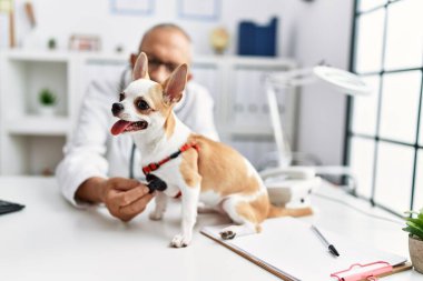 Veteriner üniforması giyen yaşlı gri saçlı adam veteriner kliniğinde Chihuahua 'yı muayene ediyor.