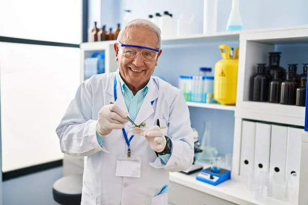 Starszy Mężczyzna Mundurze Naukowca Trzymający Próbkę Roślin Pęsetą Laboratorium — Zdjęcie stockowe