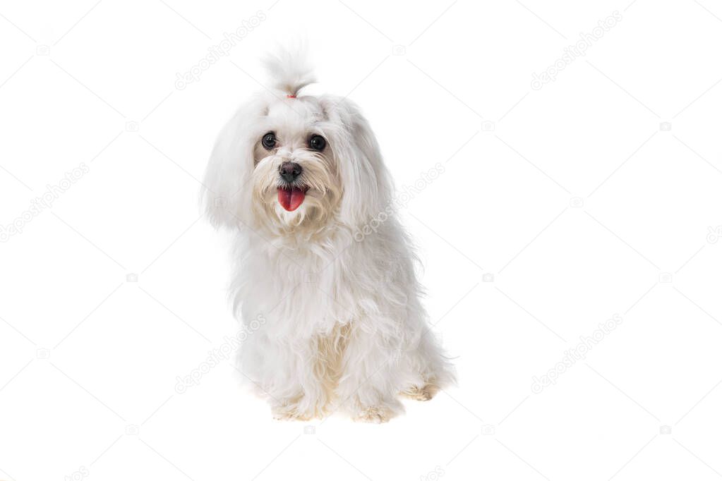 Beautiful and cute white bichon maltese dog over isolated background. Studio shoot of purebreed bichon puppy.