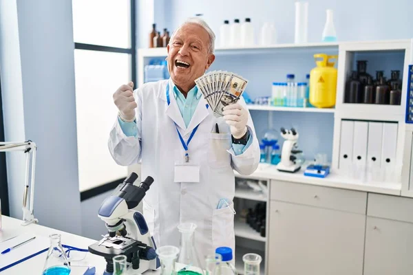 研究室で働いている灰色の髪を持つ上級科学者は 誇りを持って叫んでドルを保持し 勝利と成功を祝う非常に興奮して腕を上げ — ストック写真