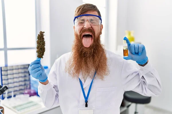 Redhead man with long beard working at scientist laboratory holding weed and cbd oil sticking tongue out happy with funny expression.