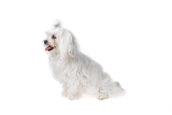 Krásný Roztomilý Bílý Bišonský Maltský Pes Izolovaném Pozadí Studio Focení — Stock fotografie