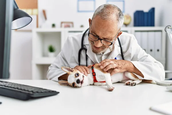 Hombre Pelo Gris Mayor Con Uniforme Veterinario Examinando Chihuahua Clínica —  Fotos de Stock